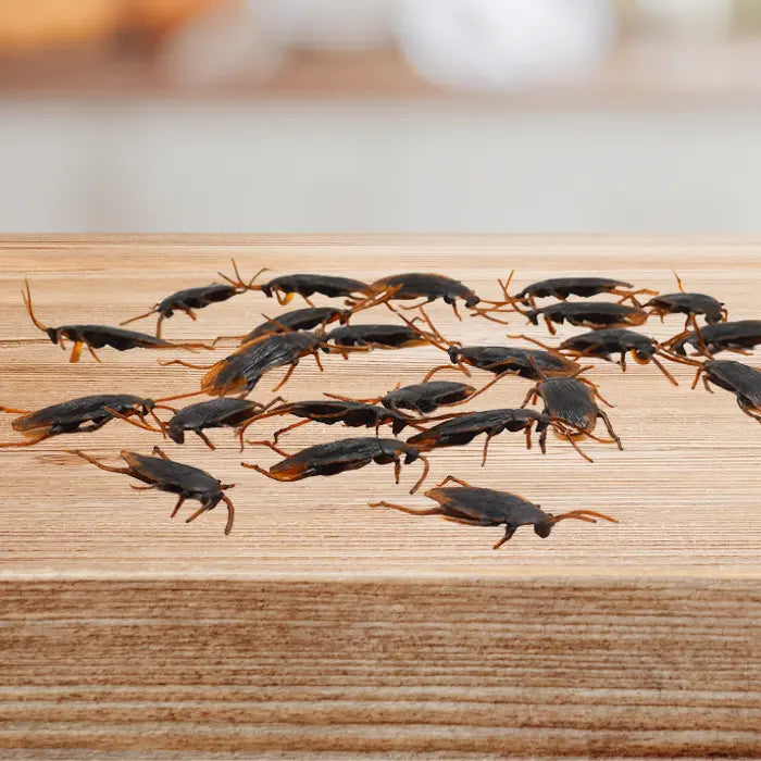 Cockroach toys spread across wooden table in kitchen prank setup with blurred background for realism.