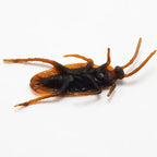 Cockroach toy with realistic black and orange body, ideal as fake insect for pranks or Halloween decor.