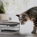 Cat drinking from indoor pet water dispenser with transparent water level and sleek design
