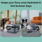 Pet water dispenser keeps cats and dogs hydrated during hot summer days with fresh flowing water