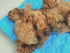 dog cooling mat with small dog